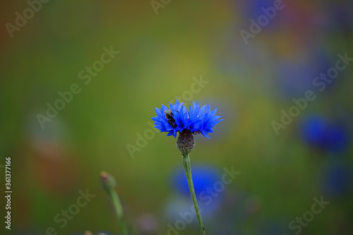 cornflower