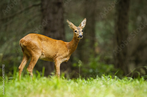 Young roe deer, capreolus capreolus, female standing in the summer forest. Interested mammal standing in green grass and observing in the nature from side.