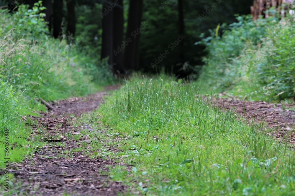 Natural path in the forest with grass on the median Natural path in the forest with grass on the median