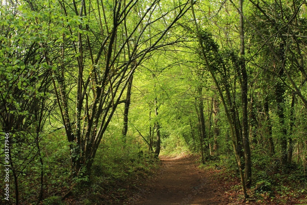 Naklejka premium Landscape in the forest (autumn) in La fageda d'en Jordà (Olot, Catalonia) / Paisaje de un bosque
