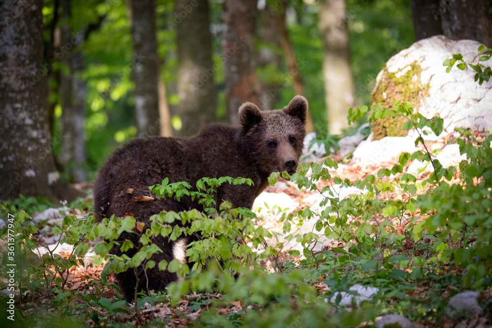 Oso pardo europeo. Ursus arctos arctos Oso pardo europeo. Ursus arctos arctos