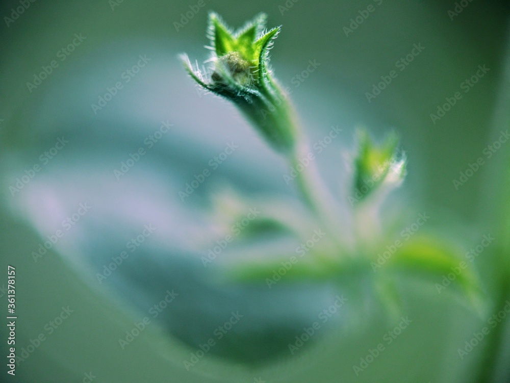 green grass with dew drops green grass with dew drops