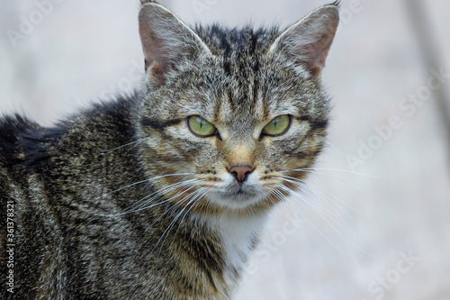 a leopard-colored cat looks at the camera with large beautiful green-yellow eyes. Concept of problems because of covid-19 Pets began to be thrown out on the street