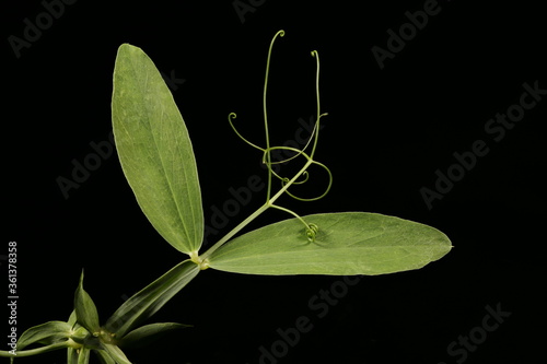 Broad-Leaved Everlasting Pea (Lathyrus latifolius). Leaf Closeup