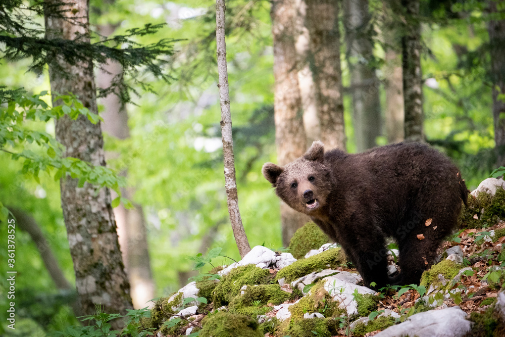 Oso pardo europeo. Ursus arctos arctos Oso pardo europeo. Ursus arctos arctos