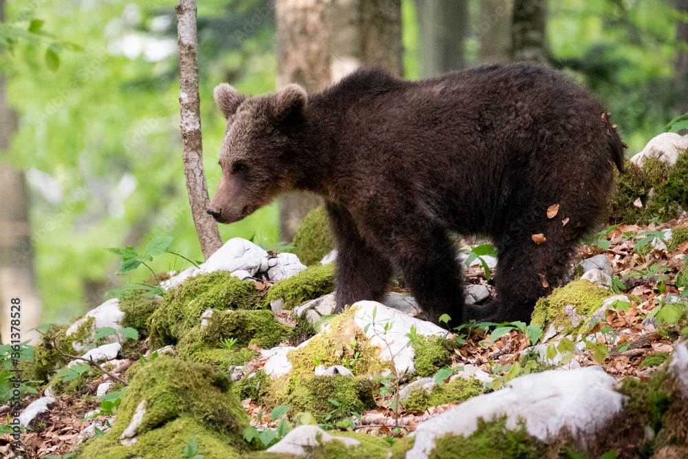 Oso pardo europeo. Ursus arctos arctos Oso pardo europeo. Ursus arctos arctos