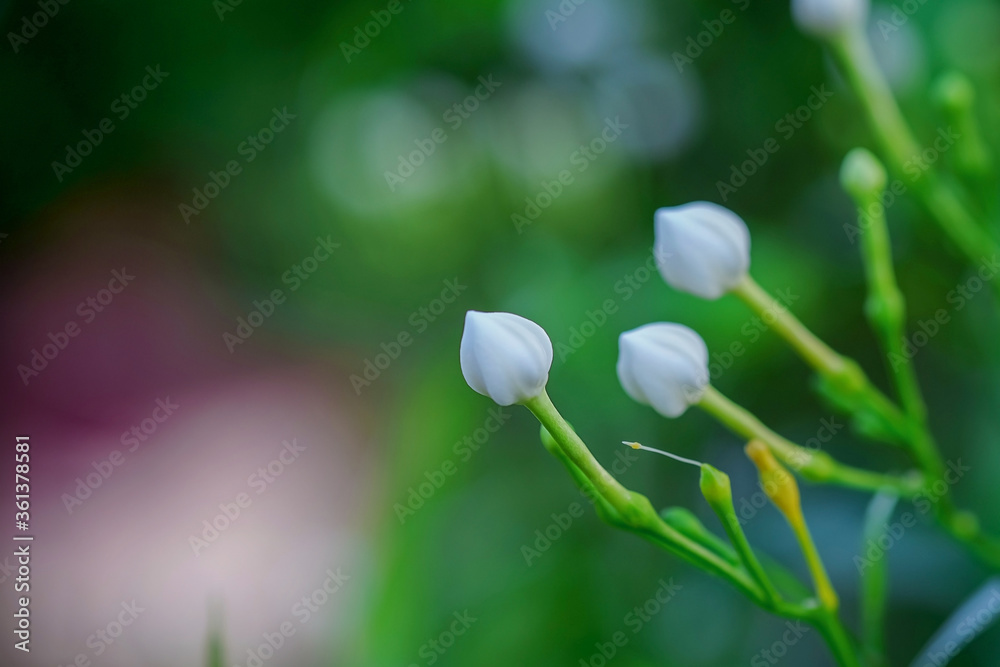 gardenia flower close up on background gardenia flower close up on background