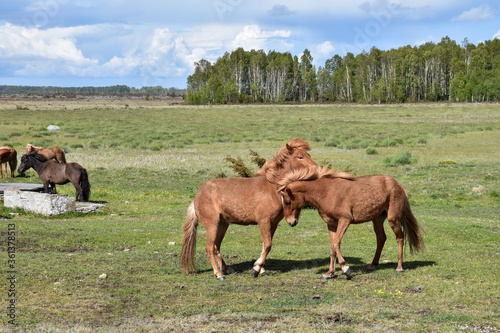 Two brown horses playing in a green grassland