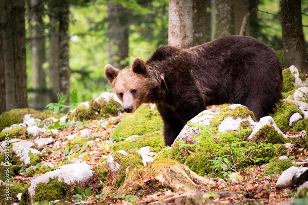 Obraz premium Oso pardo europeo. Ursus arctos arctos