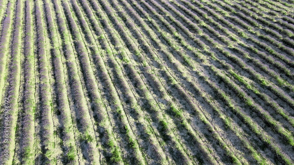 Lavender meadows in open countryside. Amazing aerial view in summer season Lavender meadows in open countryside. Amazing aerial view in summer season