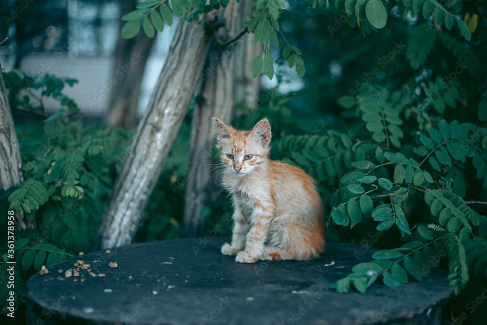 Homeless abandoned hungry and groomed cat Homeless abandoned hungry and groomed cat