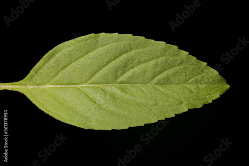 Corn Mint (Mentha arvensis). Leaf Closeup