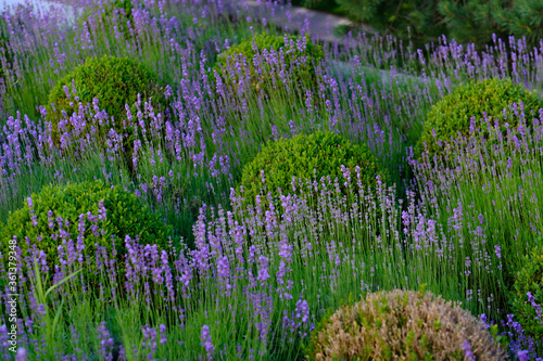 Lavander flowers with buxus bushes outside