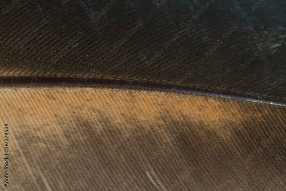 Obraz premium Beautiful Bright White and Brown Feather Close up Detail Texture. Abstract Pattern Background