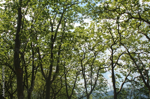 Arboles en Banyoles   Trees in Banyoles 