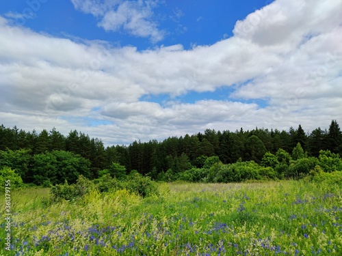 beautiful landscape in the field with green grass and purple flowers near the forest on a background of blue sky with clouds