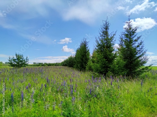 beautiful glade with purple flowers lupins among the green field and young pines against the blue sky on a sunny day
