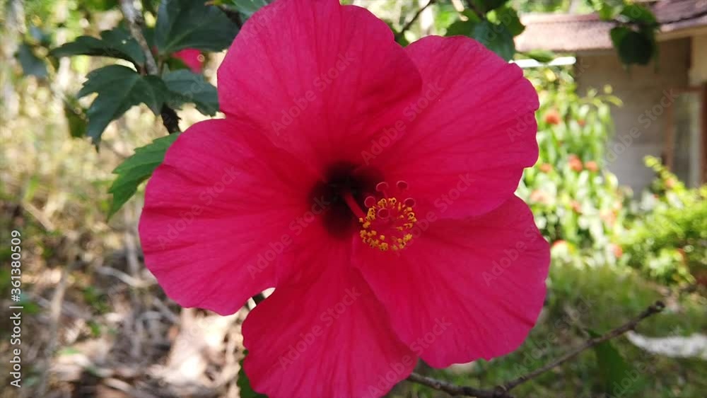 Gorgeous Shot of Hibiscus Flower in Kerala, India. Gorgeous Shot of Hibiscus Flower in Kerala, India.