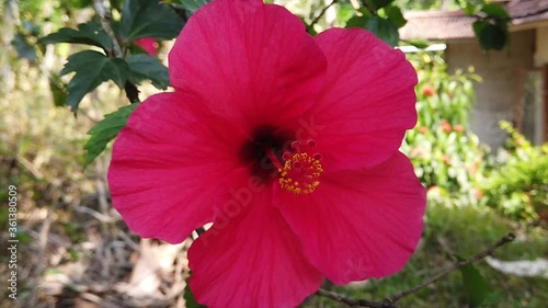 Gorgeous Shot of Hibiscus Flower in Kerala, India. photo