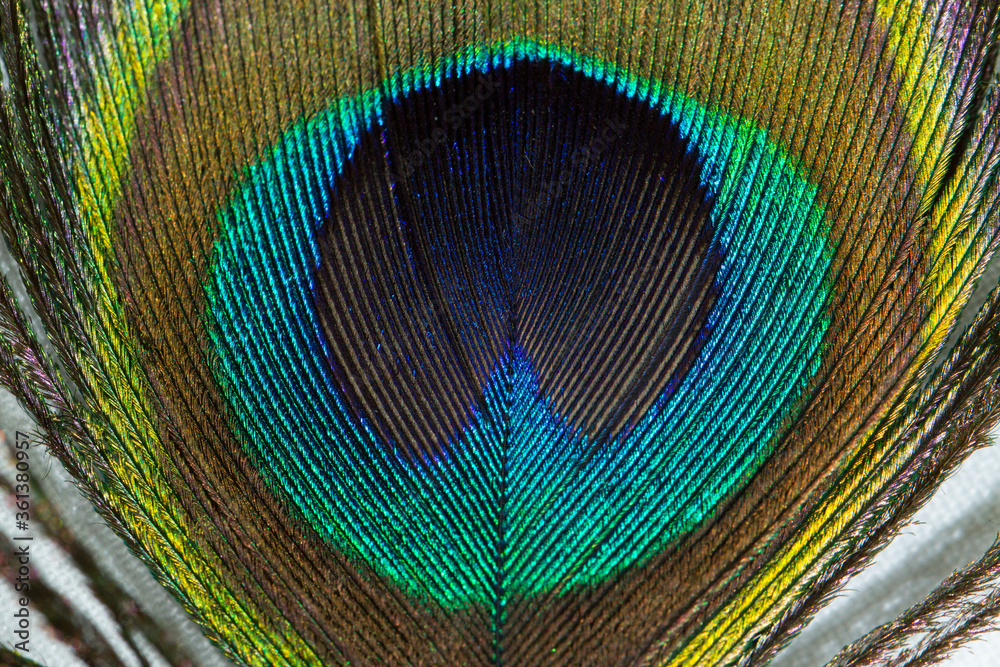 Obraz premium Beautiful Bright Blue, Green and Yellow Peacock Feather Close up Detail Texture. Abstract Pattern Background