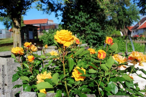 Gelbe Rosen in einem Bauerngarten, Allgäu, Bayern © Andie_Alpion