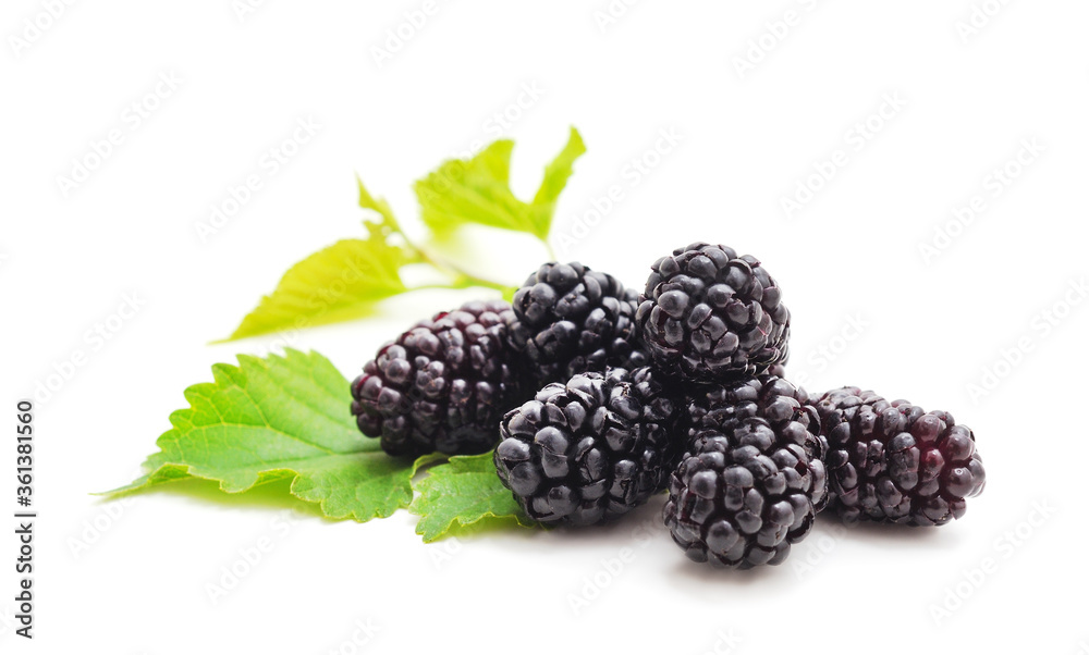 A mulberry with leaves. A mulberry with leaves.