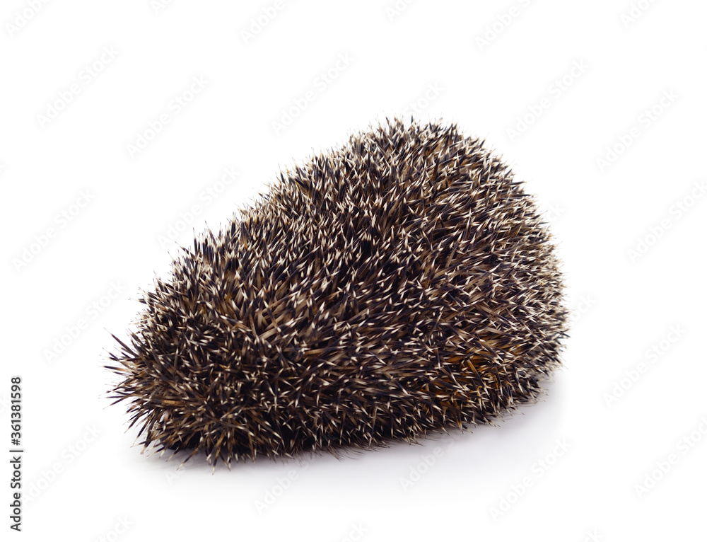 One brown hedgehog. One brown hedgehog.