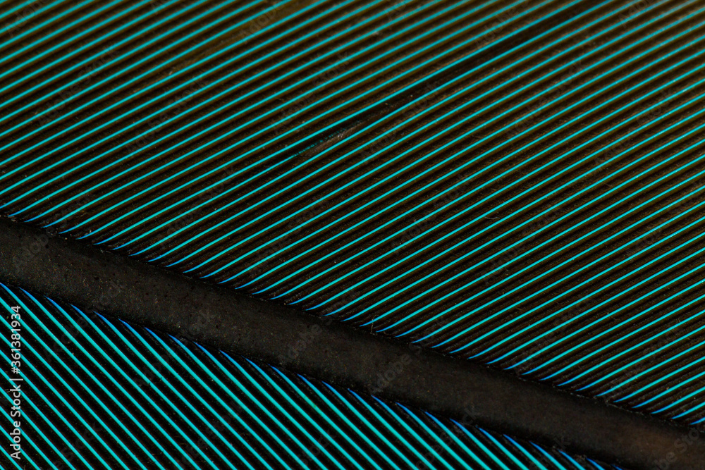 Obraz premium Beautiful Bright Blue, Green and Yellow Parrot Feather Close up Detail Texture. Abstract Pattern Background