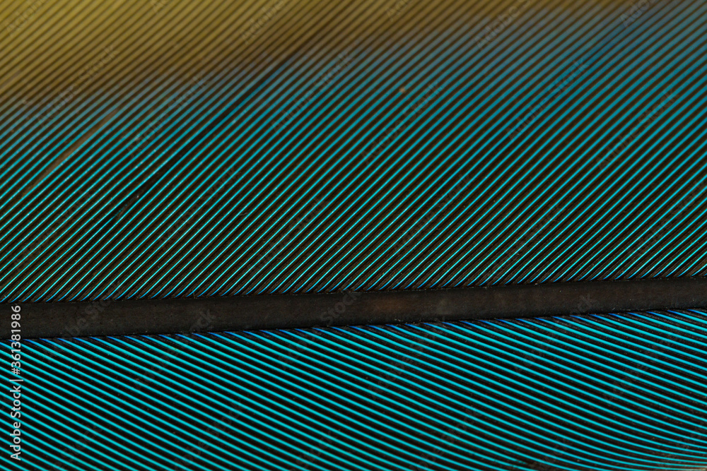 Obraz premium Beautiful Bright Blue, Green and Yellow Parrot Feather Close up Detail Texture. Abstract Pattern Background