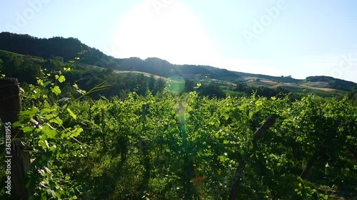 Vineyard of Oltrepò Pavese in a sunny day