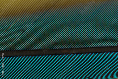 Beautiful Bright Blue, Green and Yellow Parrot Feather Close up Detail Texture. Abstract Pattern Background
