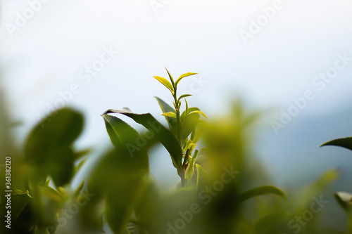 Tea leaf Closeup in Tea garden from Darjeeling Tea Estates in India