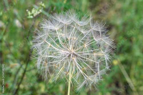 dandelion flower on unfocused green background