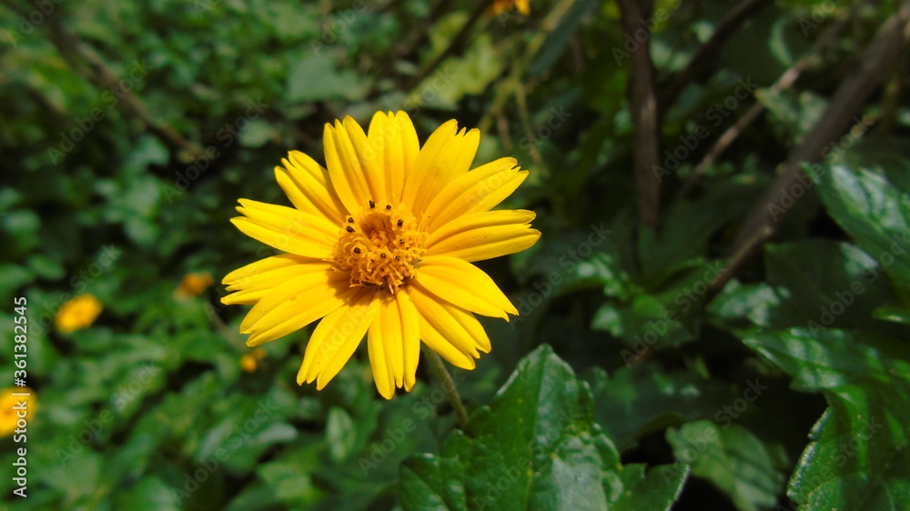 yellow dandelions in the garden yellow dandelions in the garden