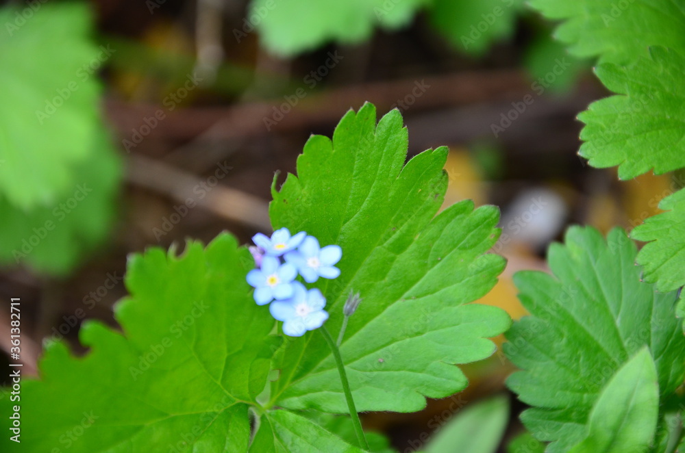 Meadow plant background: blue little flowers - forget-me-not close up and green grass. Shallow DOF Meadow plant background: blue little flowers - forget-me-not close up and green grass. Shallow DOF