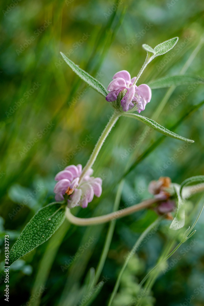 Nahaufnahme von Blume im botanischen Garten Nahaufnahme von Blume im botanischen Garten
