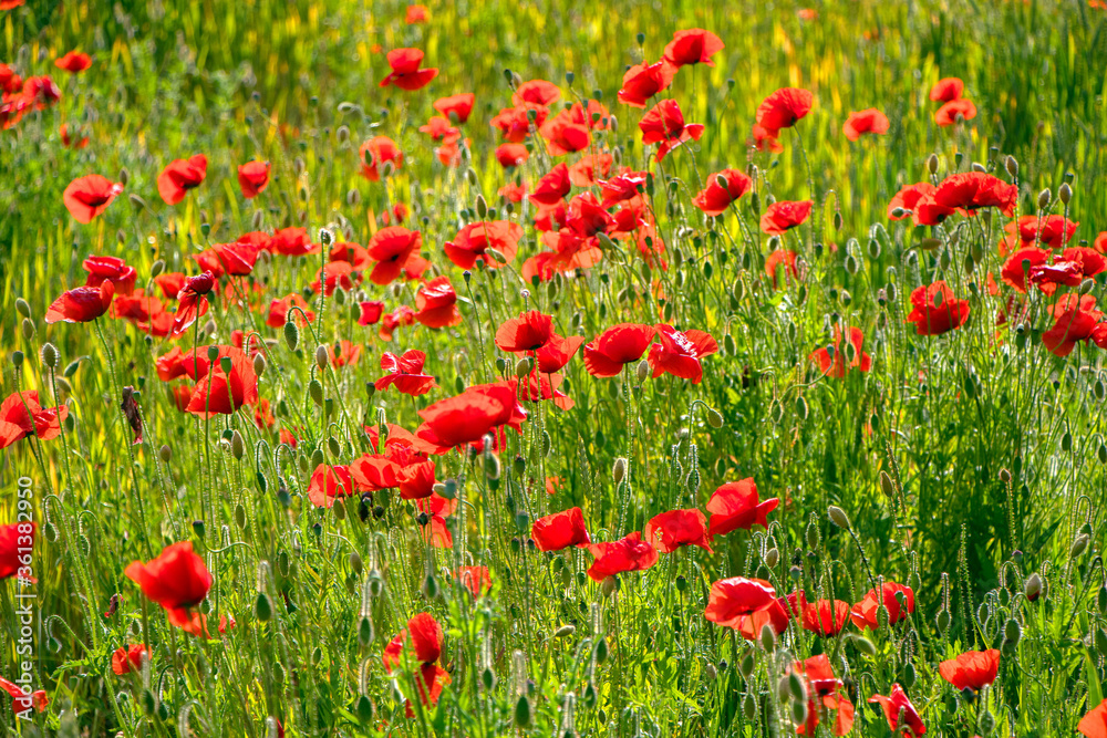 Fototapeta premium zielona łąka z makami