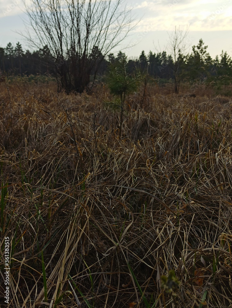 Fototapeta premium Beautiful forest at sunny spring day