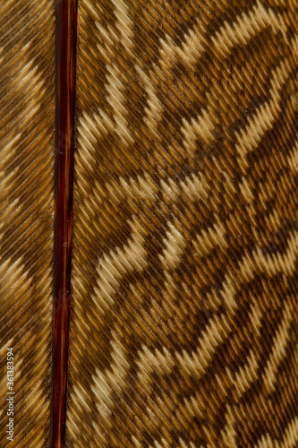 Beautiful Bright White and Brown Feather Close up Detail Texture. Abstract Pattern Background