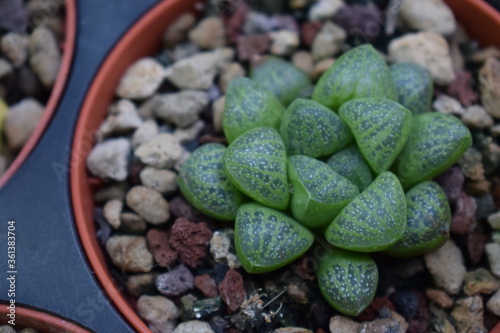 Haworthia turgida succulent plant in a plastic pot photo