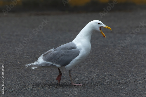 Glaucous-winged gull standing on a street with its beak open. 