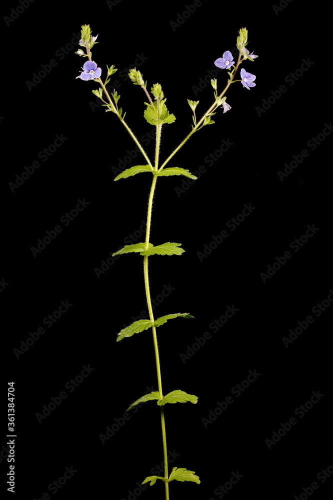 Fototapeta premium Germander Speedwell (Veronica chamaedrys). Habit
