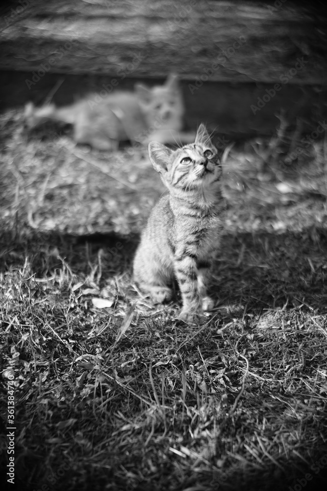 Tabby kitten resting in the garden. BW photo Tabby kitten resting in the garden. BW photo