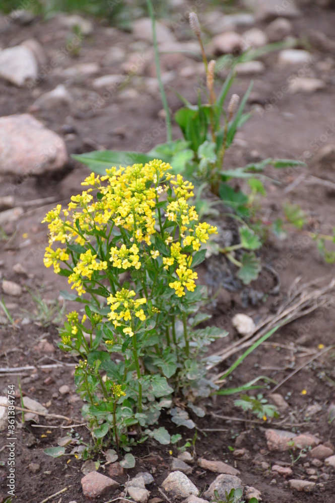 yellow flower in the garden yellow flower in the garden