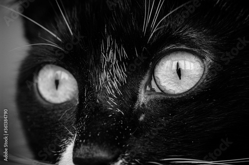 Fototapeta Naklejka Na Ścianę i Meble -  Black and white cat monochrome