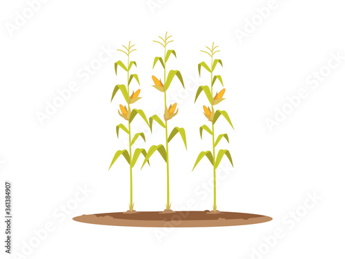 Corn plants semi flat RGB color vector illustration. Local production of eco vegetable. Fresh seasonal harvest. Row of growing corn stems isolated cartoon object on white background