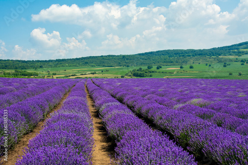 landscape between rows of lavender