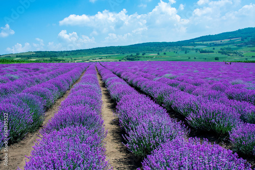 field with rows of flowering lavender