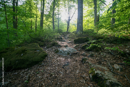 A path through the forest.