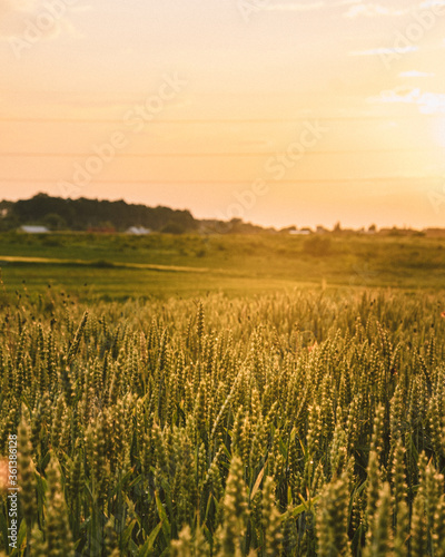 field of wheat in sunset on a beautiful summer day